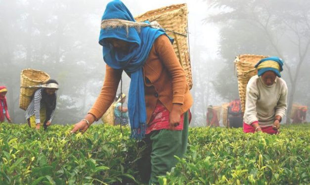 This Nepali Black Tea Tastes Like Honey