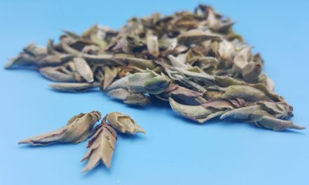 Nan Mei White Tea Review: Like Smoke Meets Brimstone
